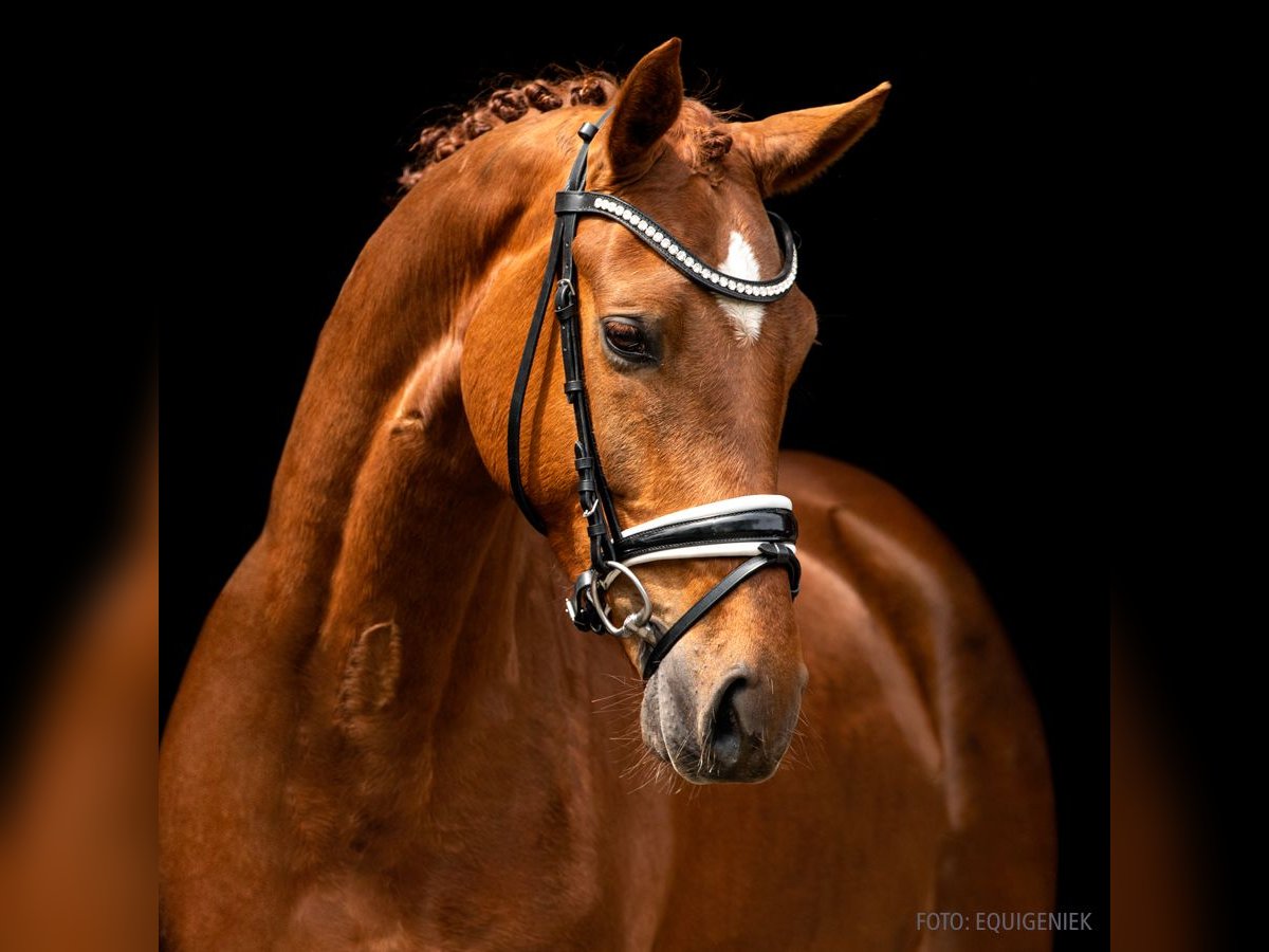 Rhinelander Gelding 9 years 16,1 hh Chestnut-Red in Verden (Aller)