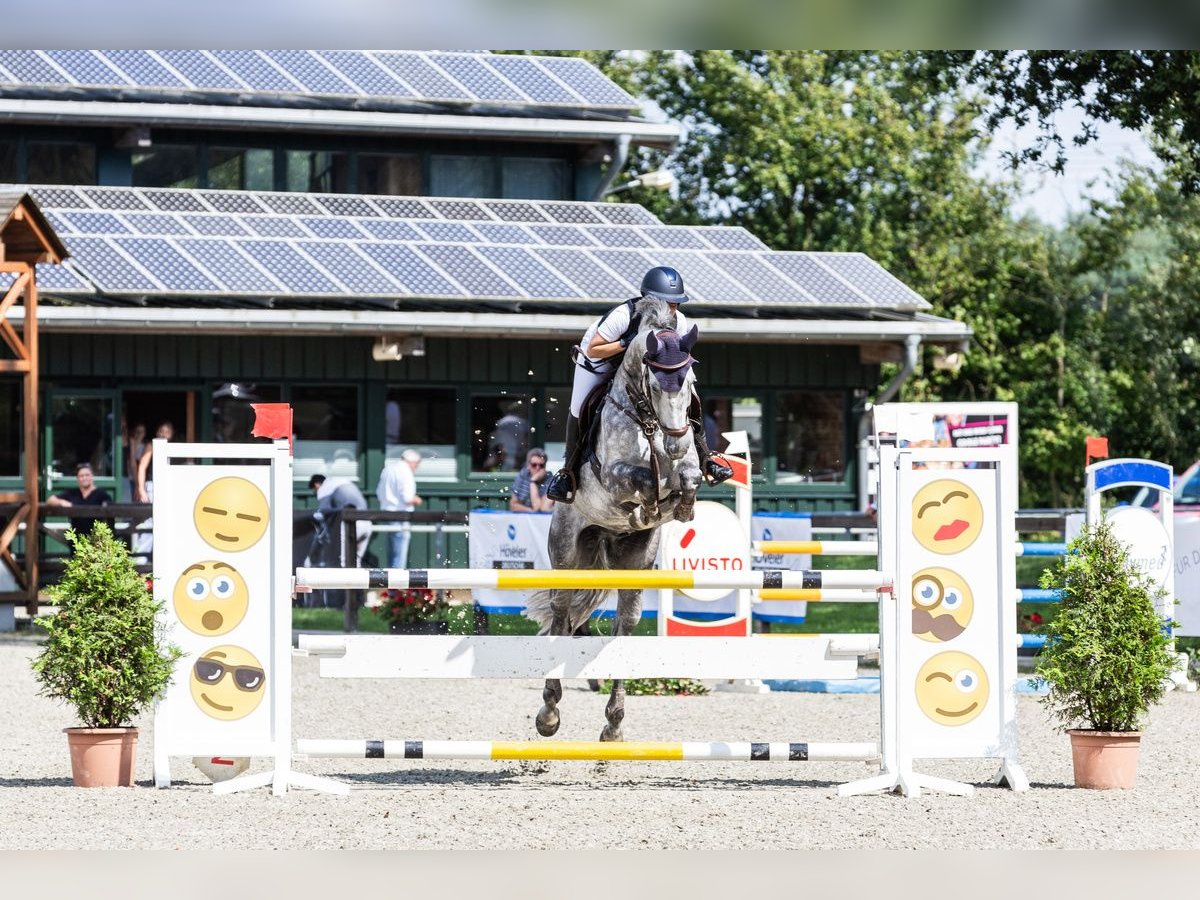 Rhinelander Gelding 9 years 16,1 hh Grey-Dapple in Schermbeck Rhinelander Gelding 9 years 16,1 hh Grey-Dapple in Schermbeck