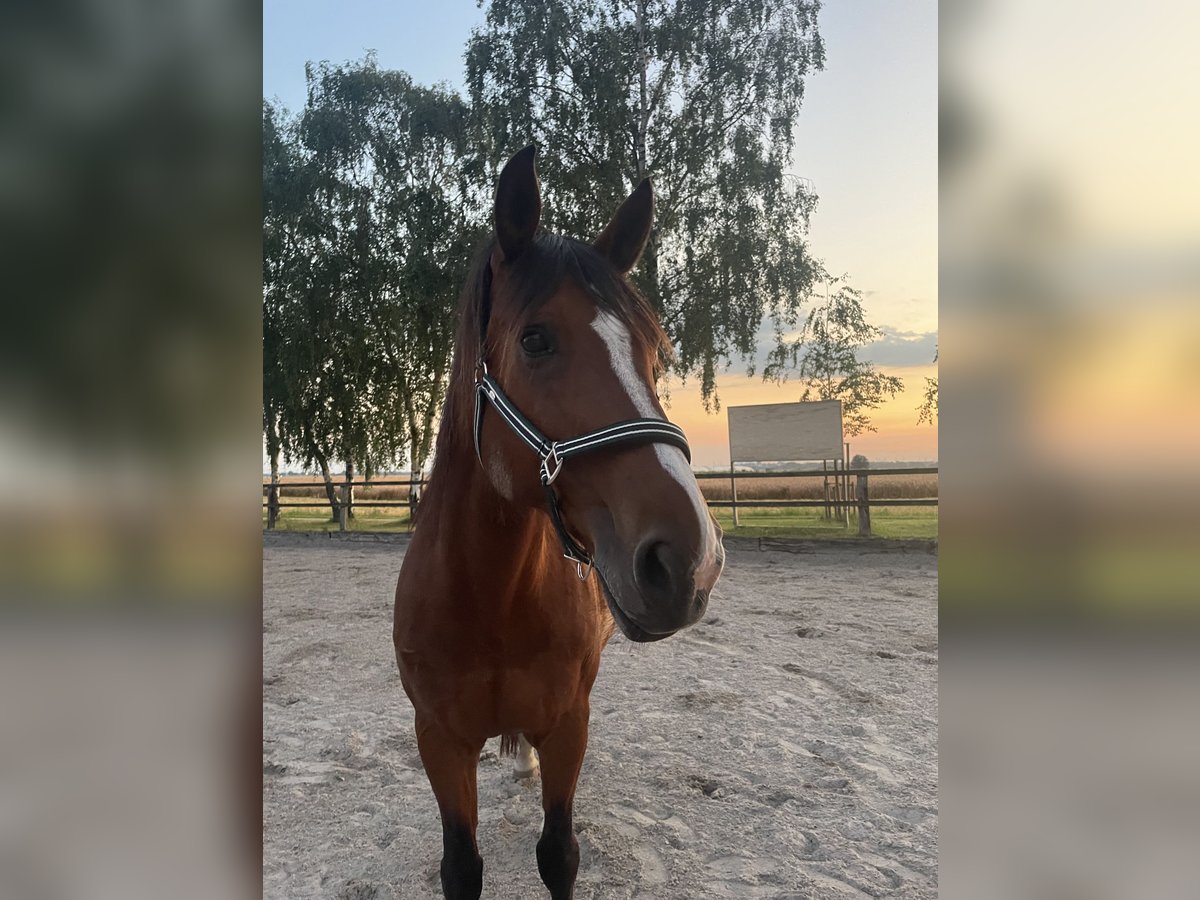 Rhinelander-häst Hingst 15 år 165 cm Brun in Pulheim