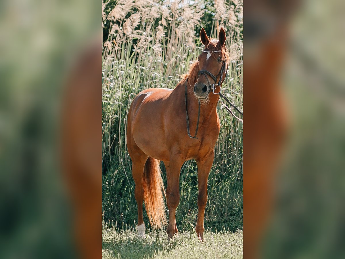 Rhinelander-häst Sto 14 år 164 cm fux in Graben-Neudorf