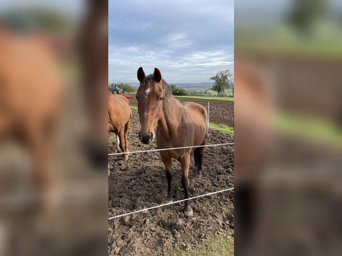 Rhinelander-häst Sto 15 år 164 cm Brun in Lahnau