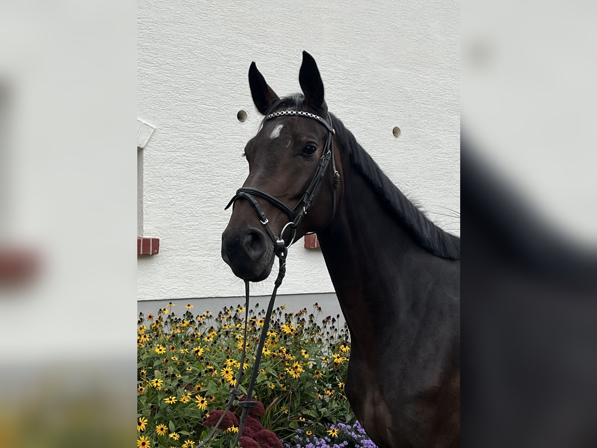 Rhinelander-häst Sto 4 år 166 cm Mörkbrun in Regglisweiler