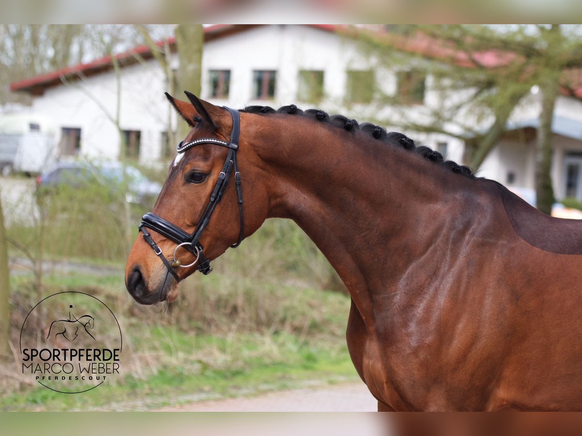 Rhinelander-häst Sto 4 år 172 cm Brun in Wallenhorst