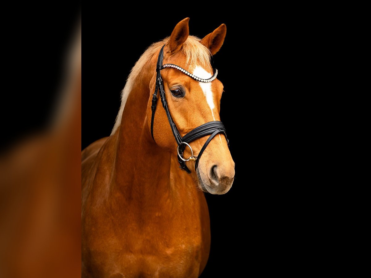 Rhinelander-häst Sto 5 år 167 cm Palomino in Tespe