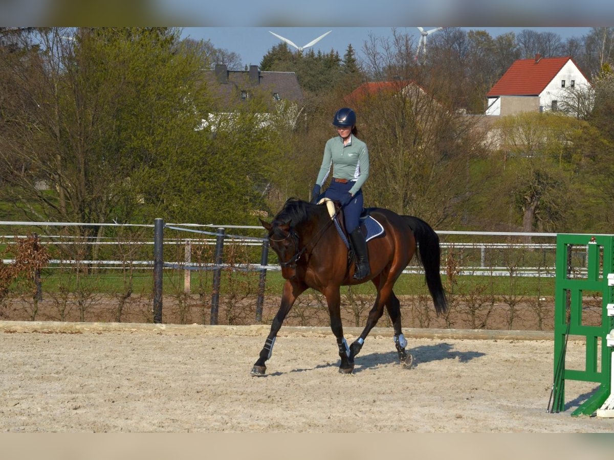 Rhinelander-häst Valack 11 år 172 cm Brun in Lunzenau