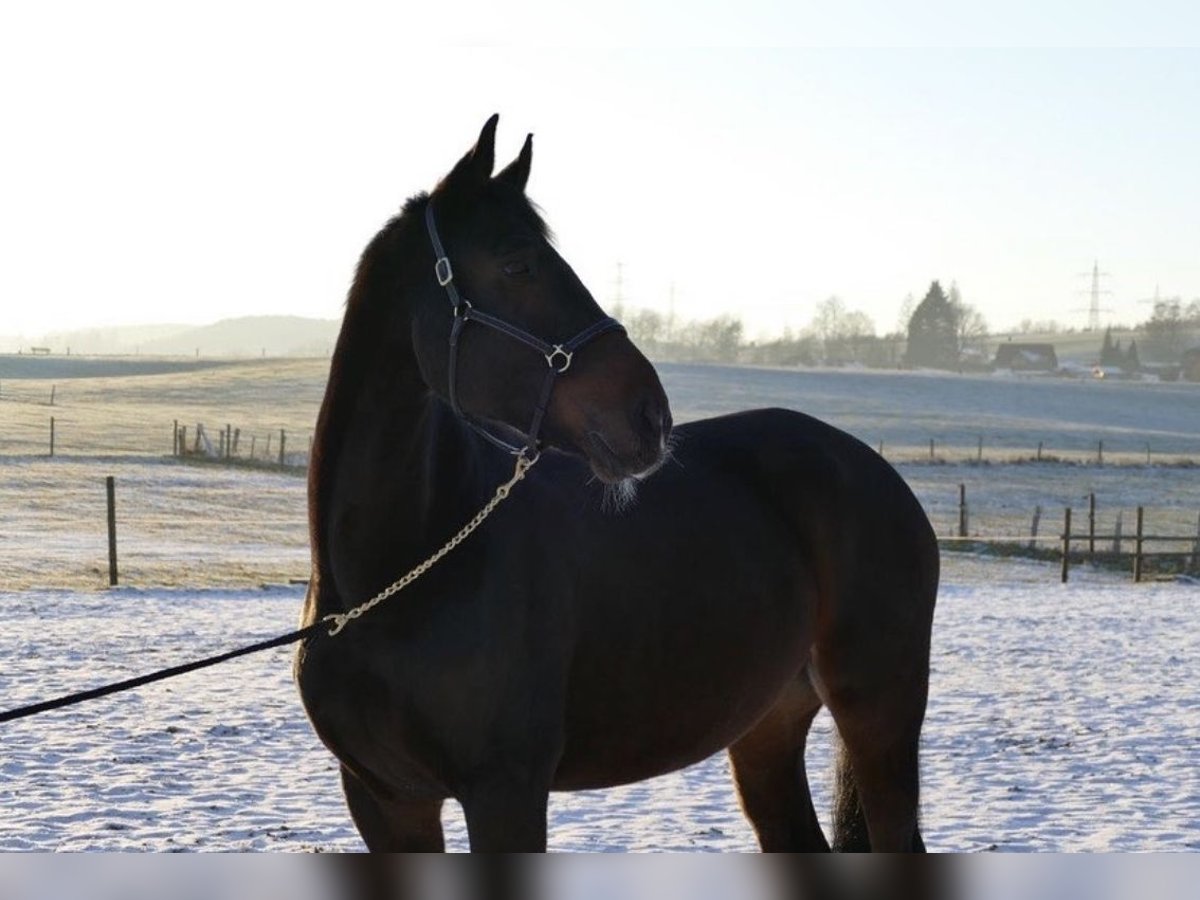 Rhinelander-häst Valack 11 år 175 cm Brun in Finnentrop