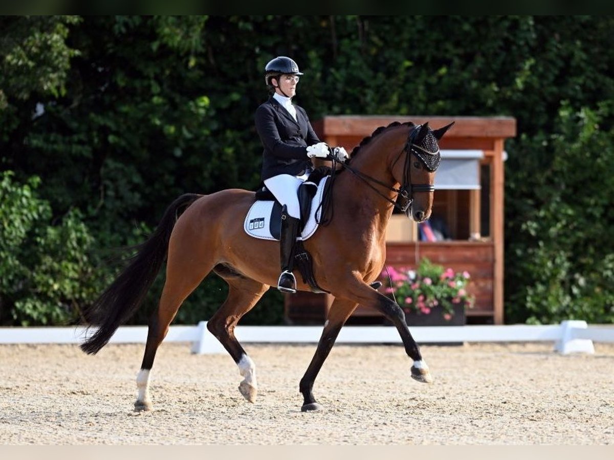 Rhinelander-häst Valack 11 år 176 cm Brun in Würzburg