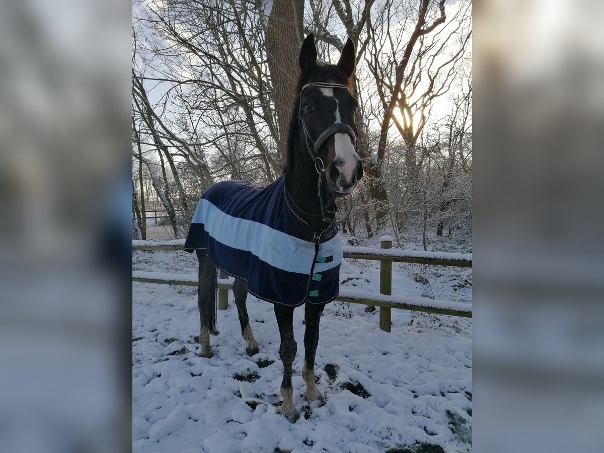 Rhinelander-häst Valack 15 år 178 cm Rökfärgad svart in Neuharlingersiel