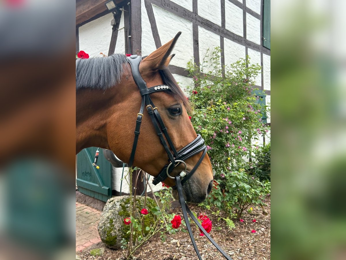 Rhinelander-häst Valack 5 år 165 cm Brun in Lüneburg