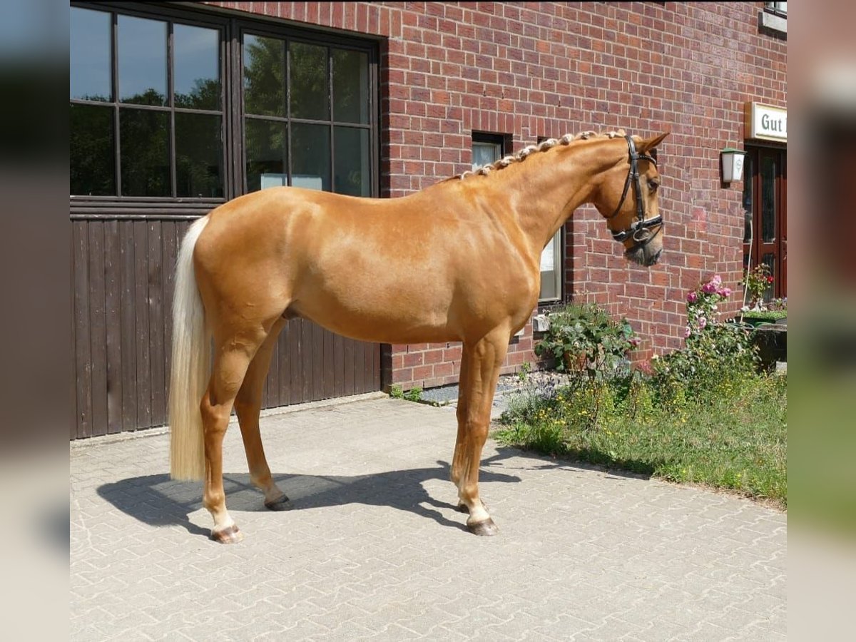 Rhinelander-häst Valack 5 år 169 cm Palomino in Bad Kreuznach
