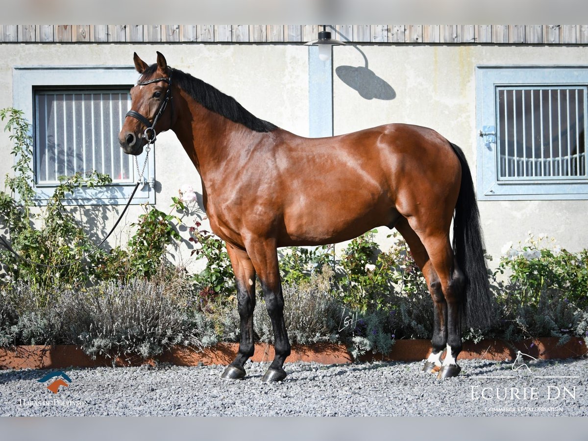 Rhinelander-häst Valack 5 år Brun in La Roche en Ardenne