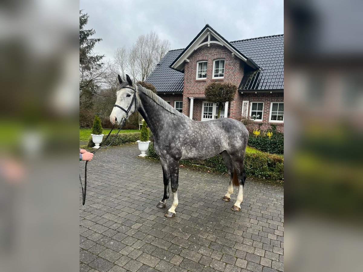 Rhinelander-häst Valack 5 år Gråskimmel in Wächtersbach