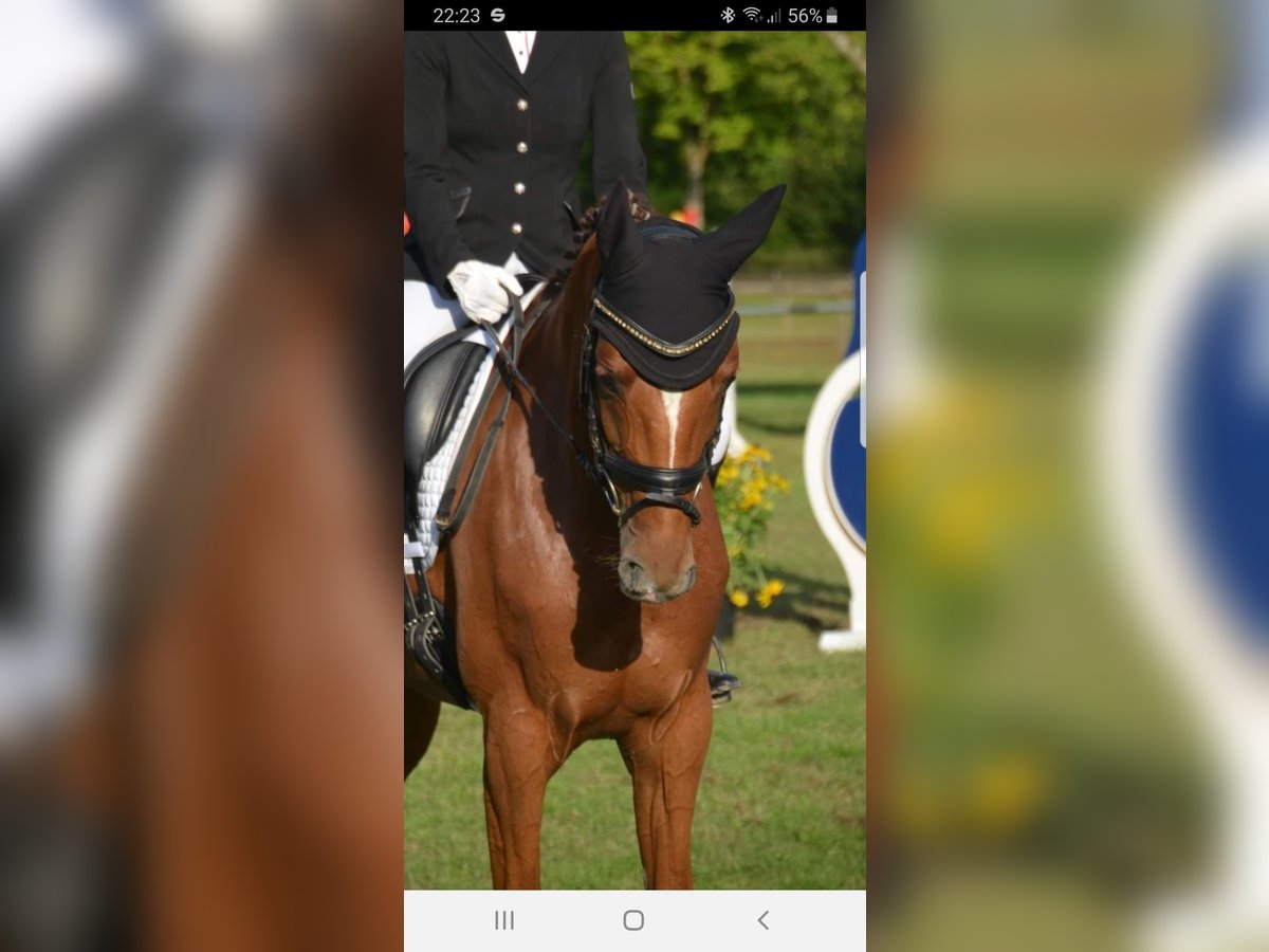 Rhinelander Mare 10 years 16,1 hh Chestnut-Red in Essen