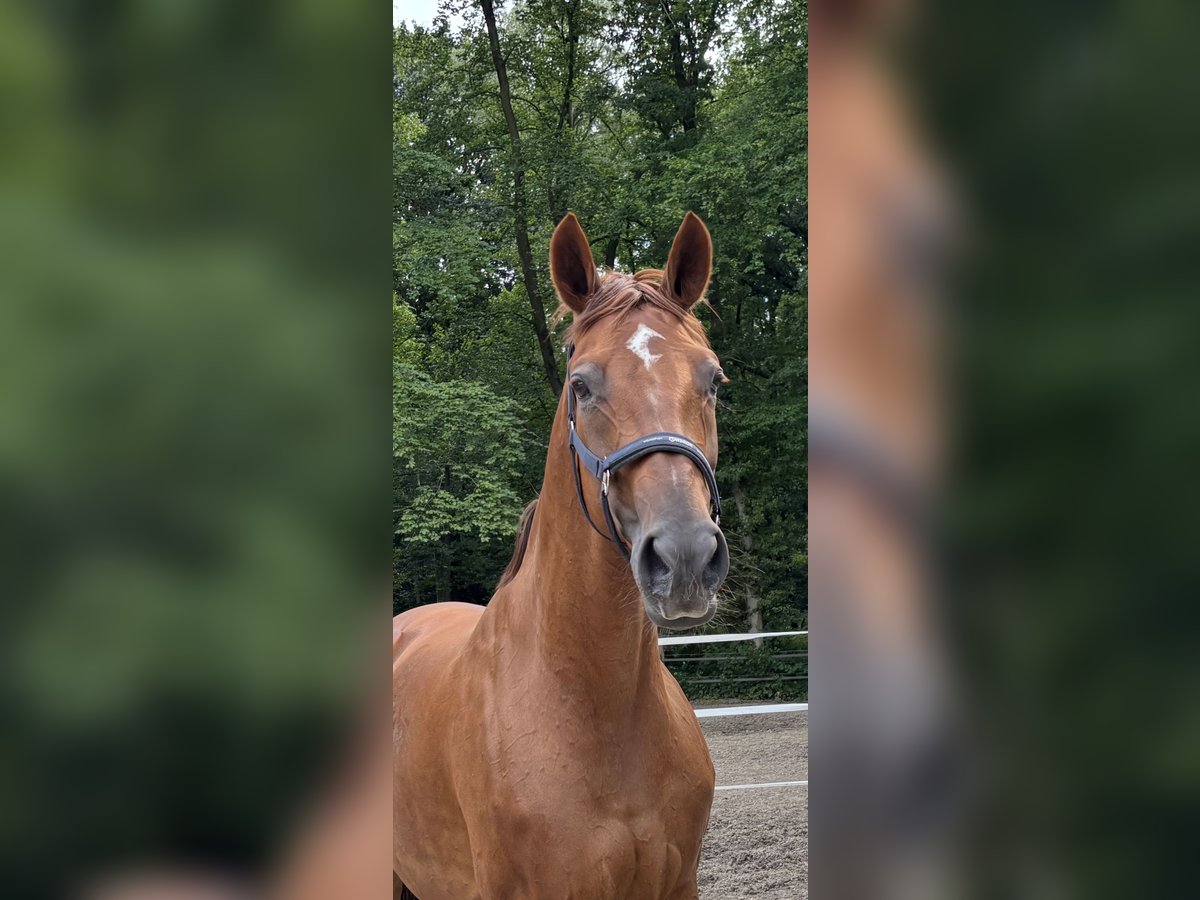Rhinelander Mare 10 years 17 hh Chestnut-Red in M&#xFC;lheim an der Ruhr