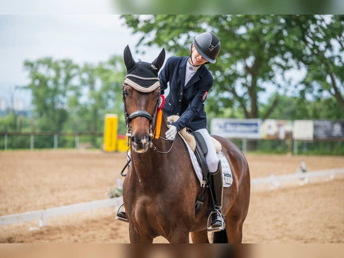 Rhinelander Mare 10 years 17,1 hh Brown in Mainz