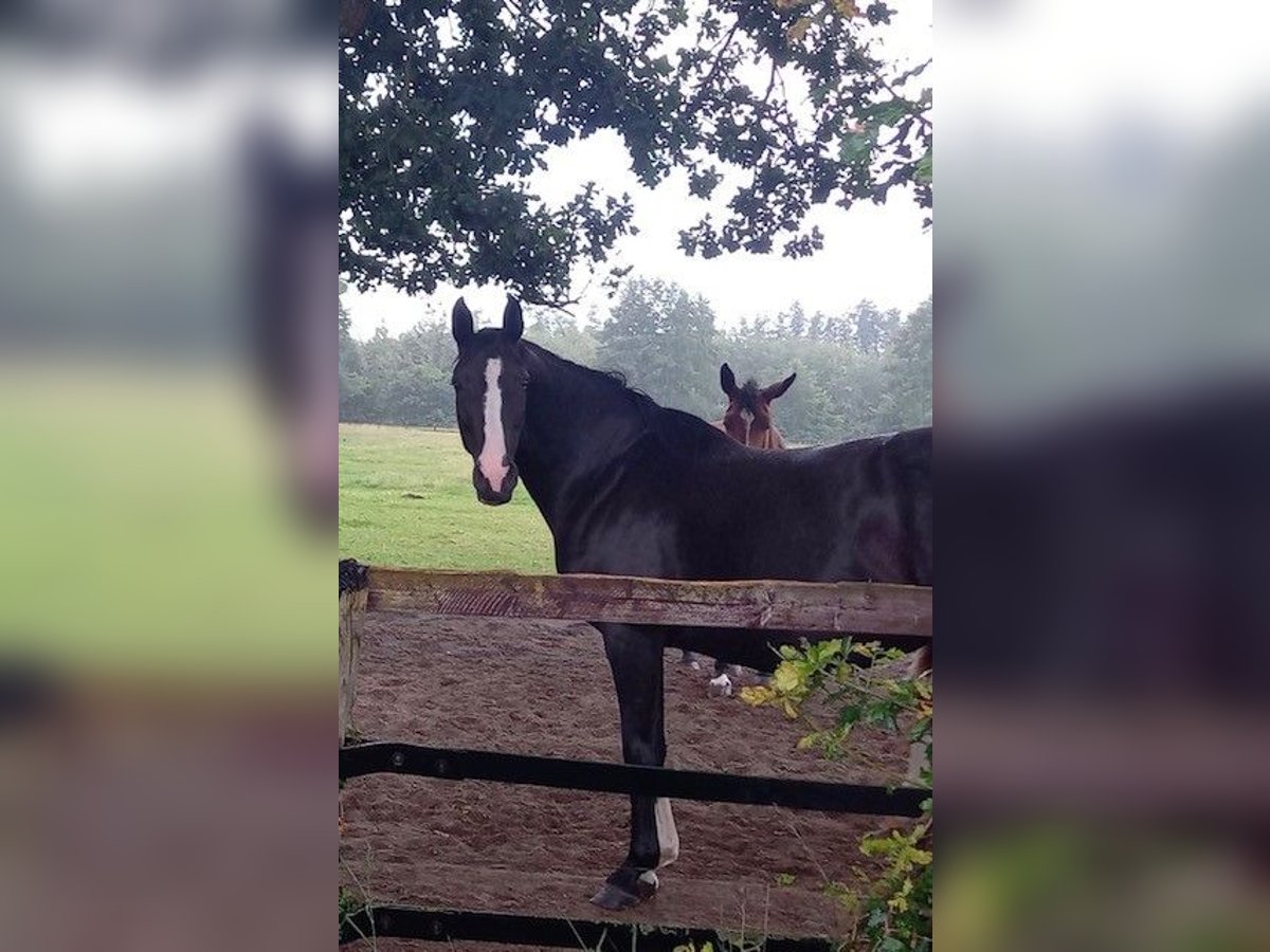 Rhinelander Mare 11 years 16,1 hh Black in Dinklage