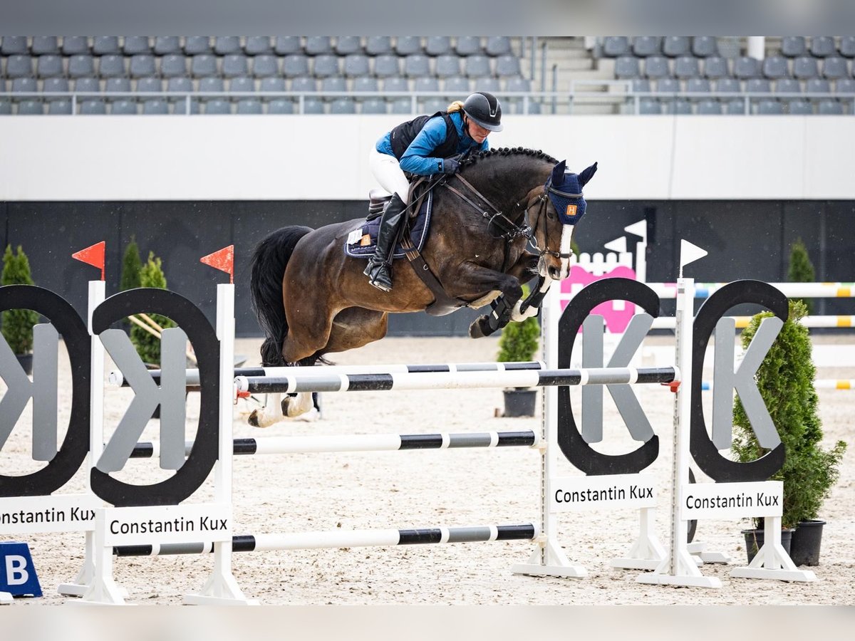 Rhinelander Mare 11 years 16,1 hh Brown in Wermelskirchen