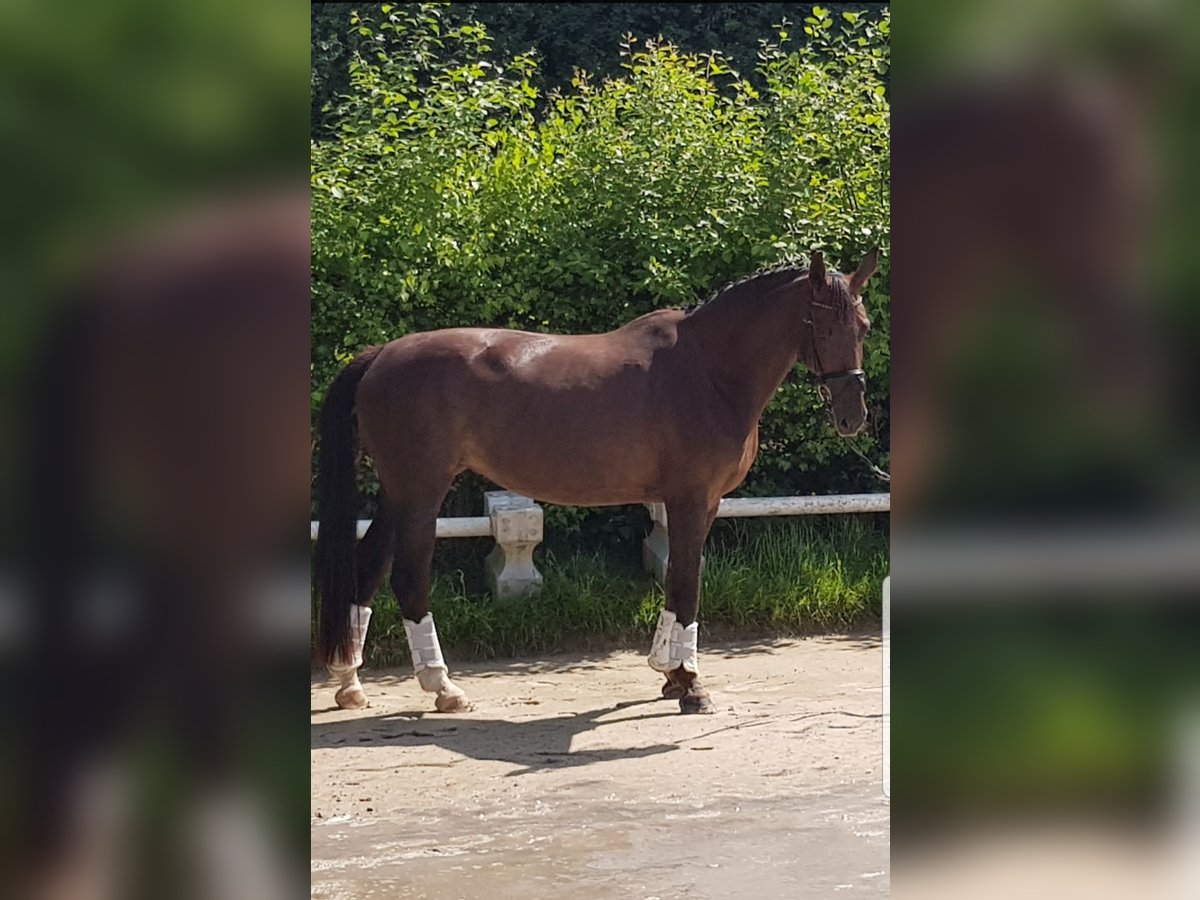Rhinelander Mare 11 years 16,2 hh Chestnut in Xanten