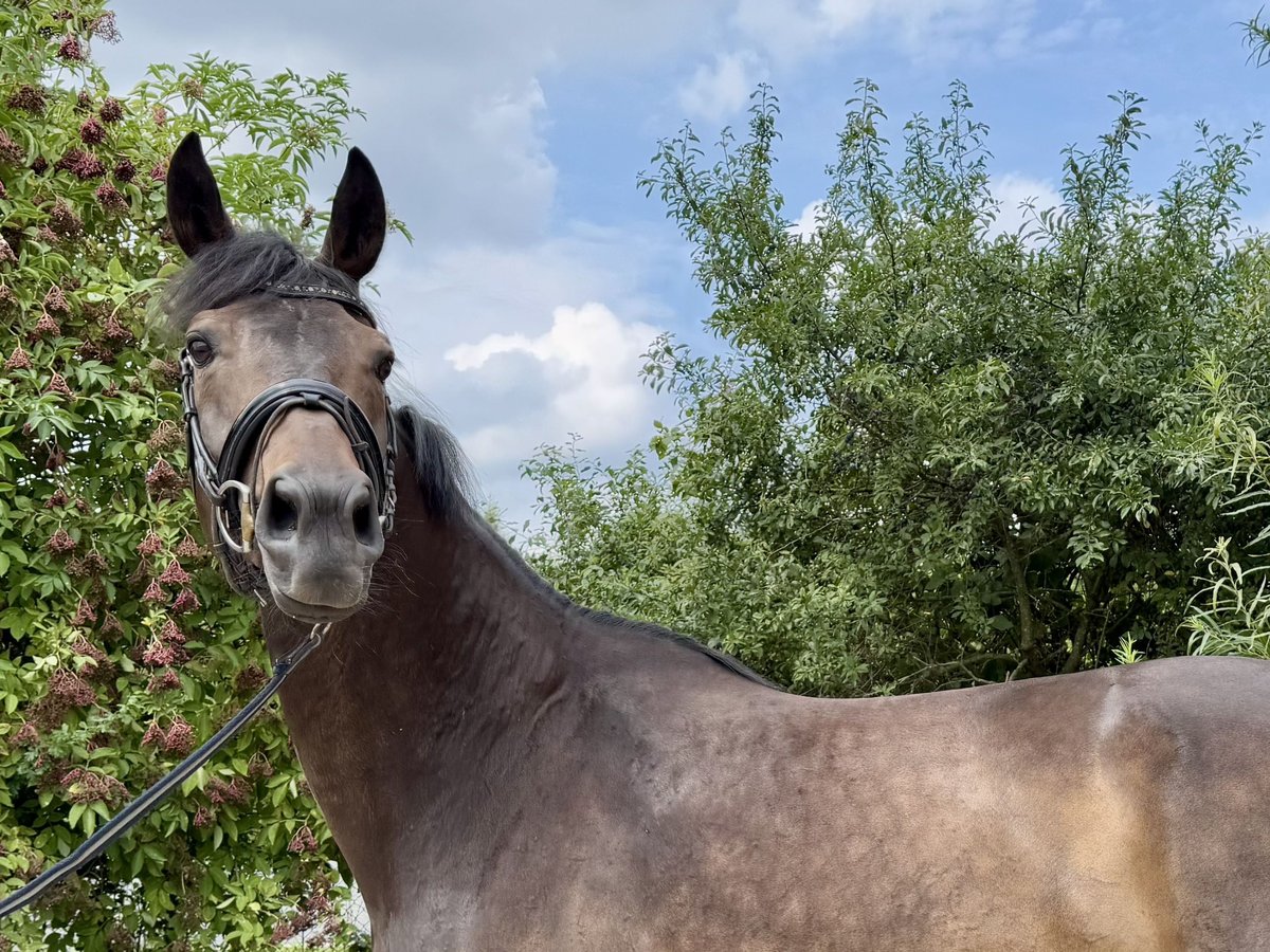 Rhinelander Mare 11 years 17 hh Bay-Dark in Grevenbroich