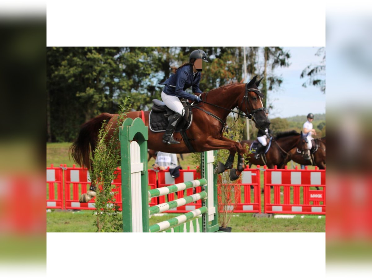 Rhinelander Mare 12 years 15,3 hh Chestnut-Red in Goch