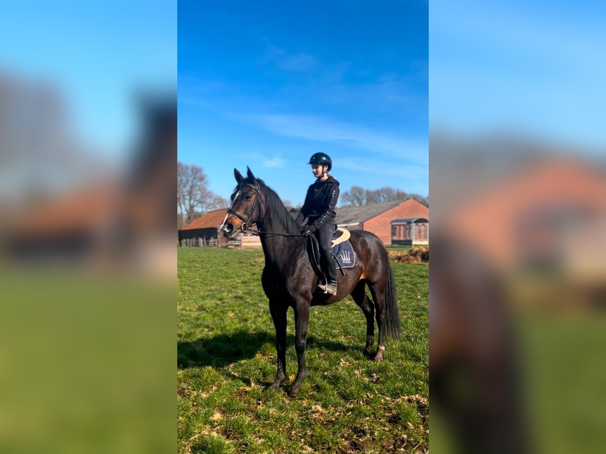 Rhinelander Mare 12 years 16,1 hh Brown in Wachtendonk