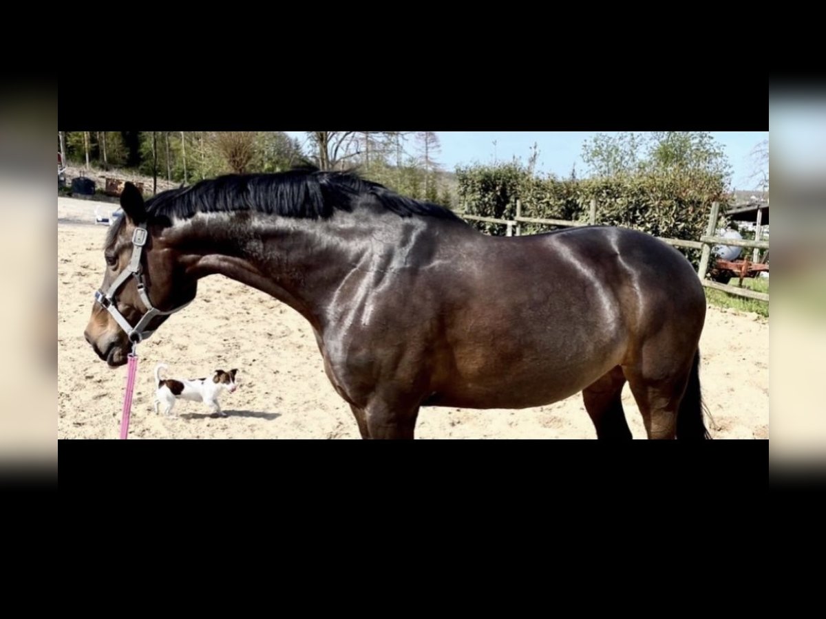 Rhinelander Mare 12 years 16,2 hh Brown in Arnsberg