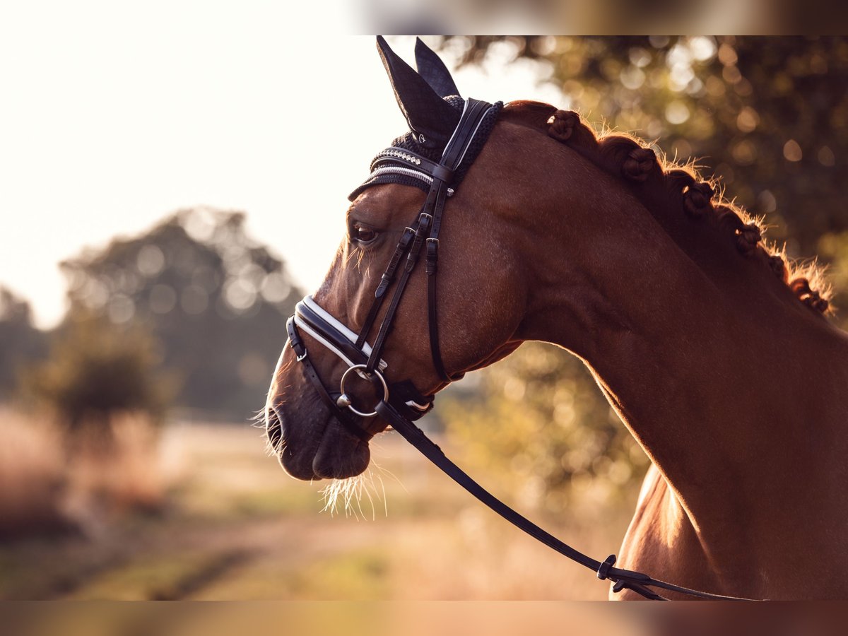 Rhinelander Mare 12 years 16,2 hh Chestnut-Red in Rhede