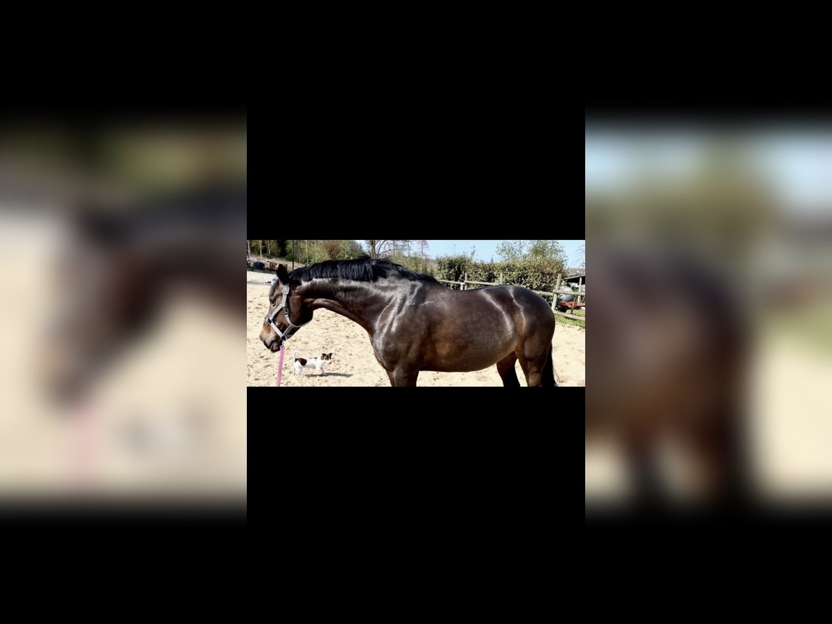 Rhinelander Mare 13 years 16,1 hh Brown in Arnsberg