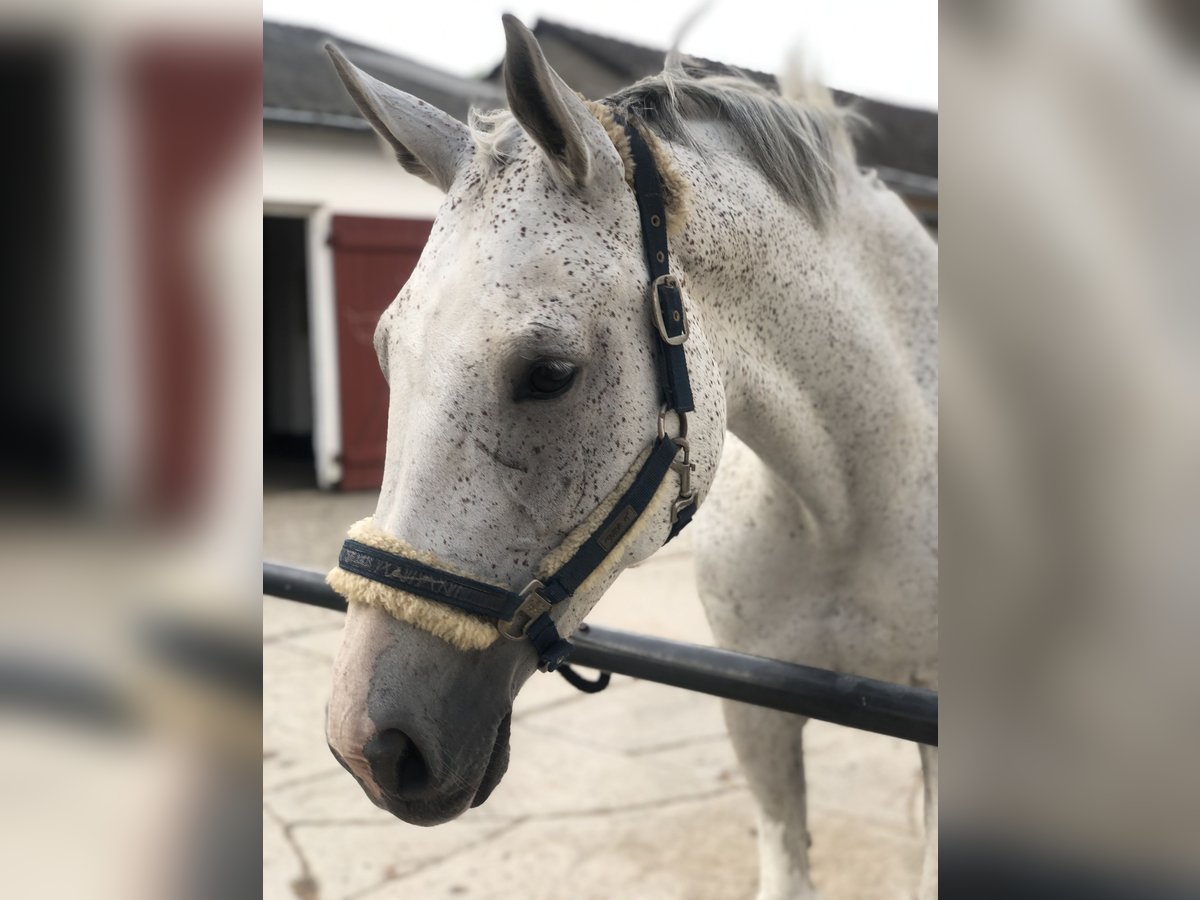 Rhinelander Mare 13 years 16,2 hh Gray-Fleabitten in Algermissen