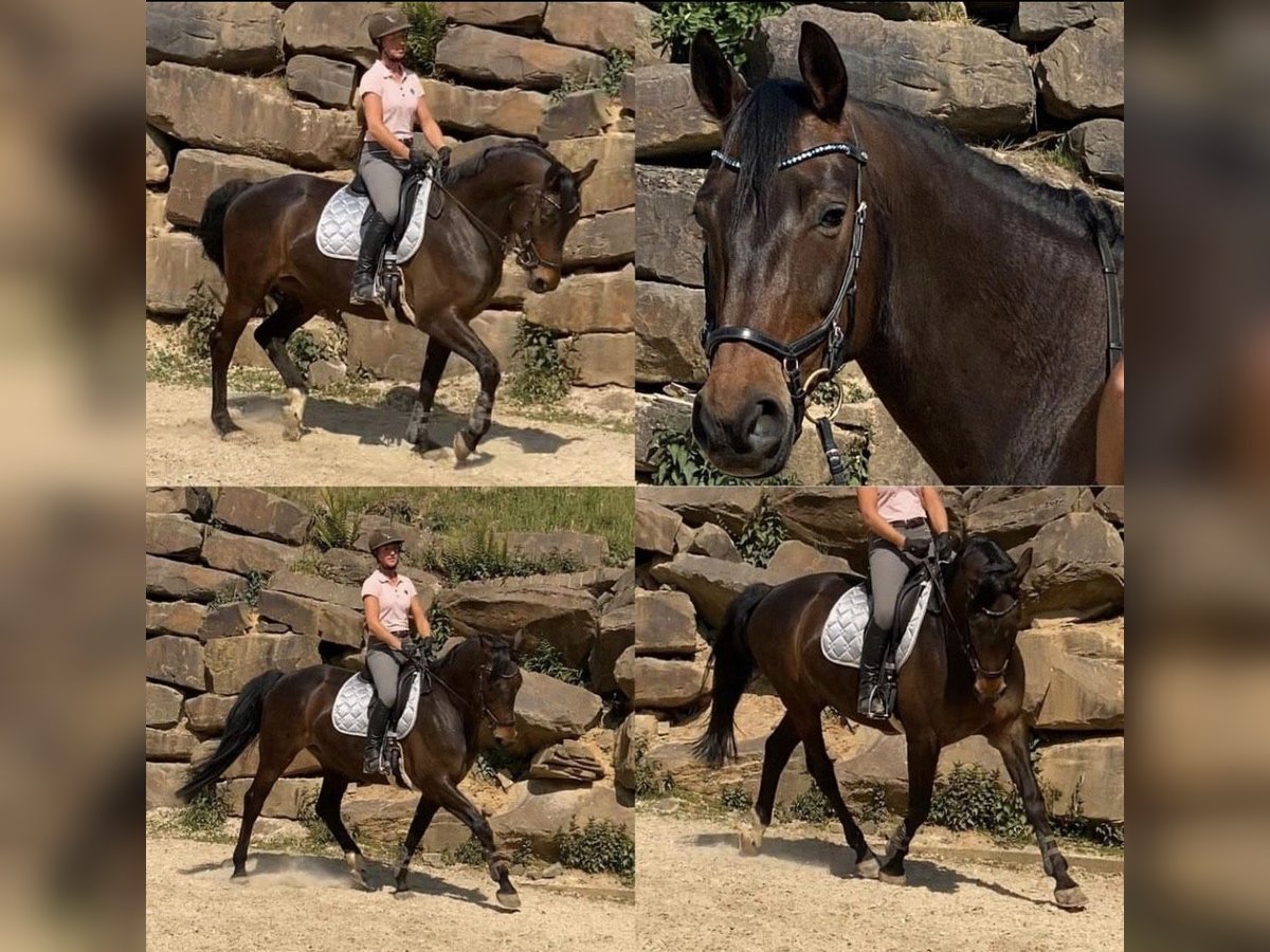 Rhinelander Mare 14 years 16,1 hh Brown in Lindlar