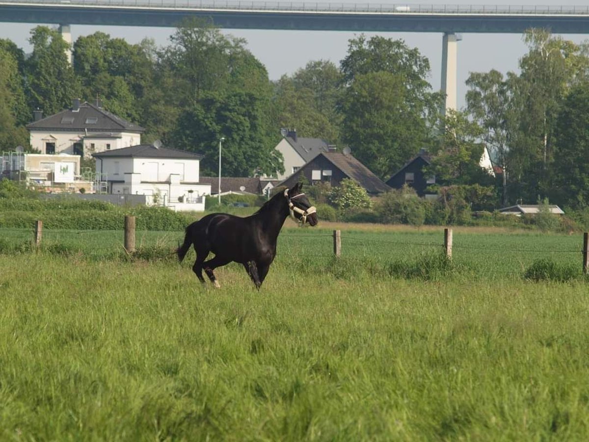 Rhinelander Mare 14 years 16,3 hh Bay-Dark in Essen