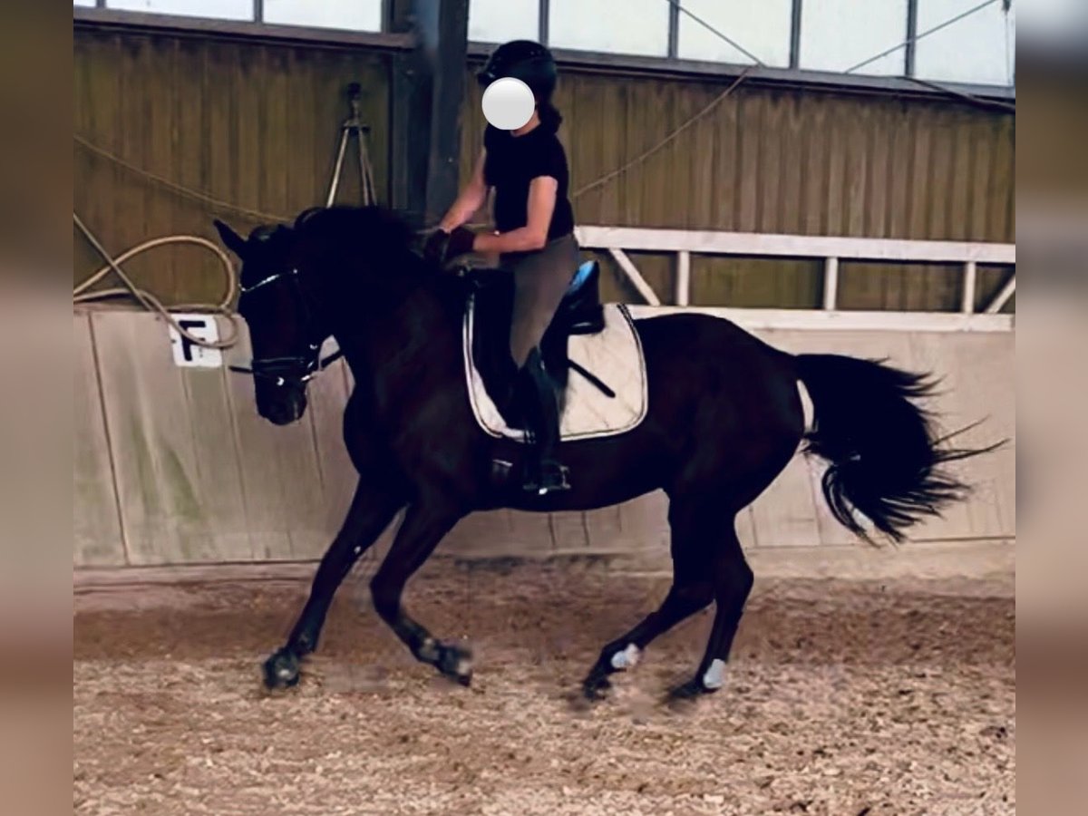 Rhinelander Mare 15 years 15,1 hh Black in Sinzheim