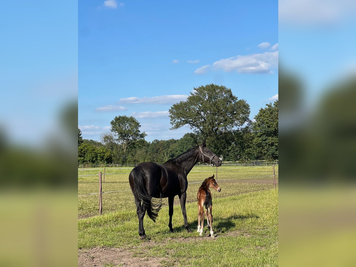Rhinelander Mare 15 years 16,2 hh Bay-Dark in Rheine Rhinelander Mare 15 years 16,2 hh Bay-Dark in Rheine
