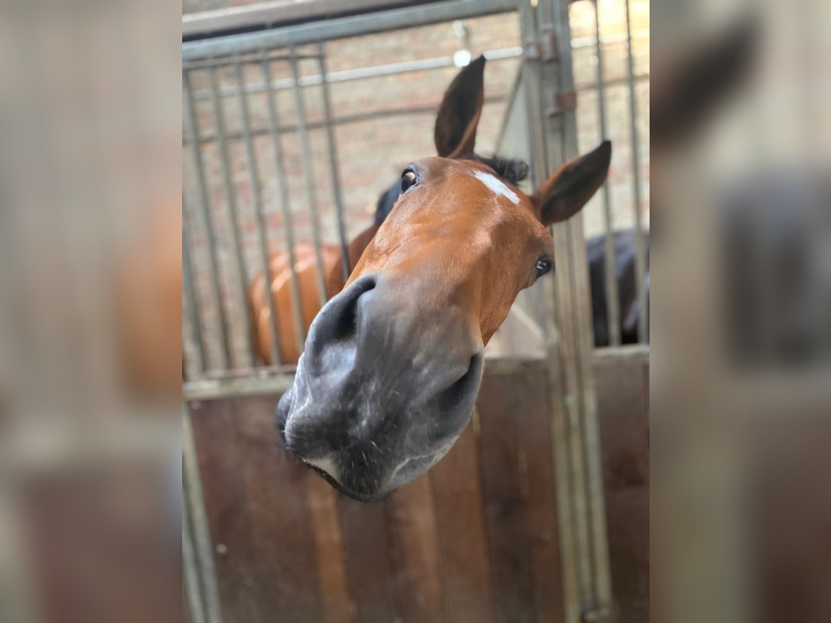 Rhinelander Mare 16 years 17 hh Brown in Wickede