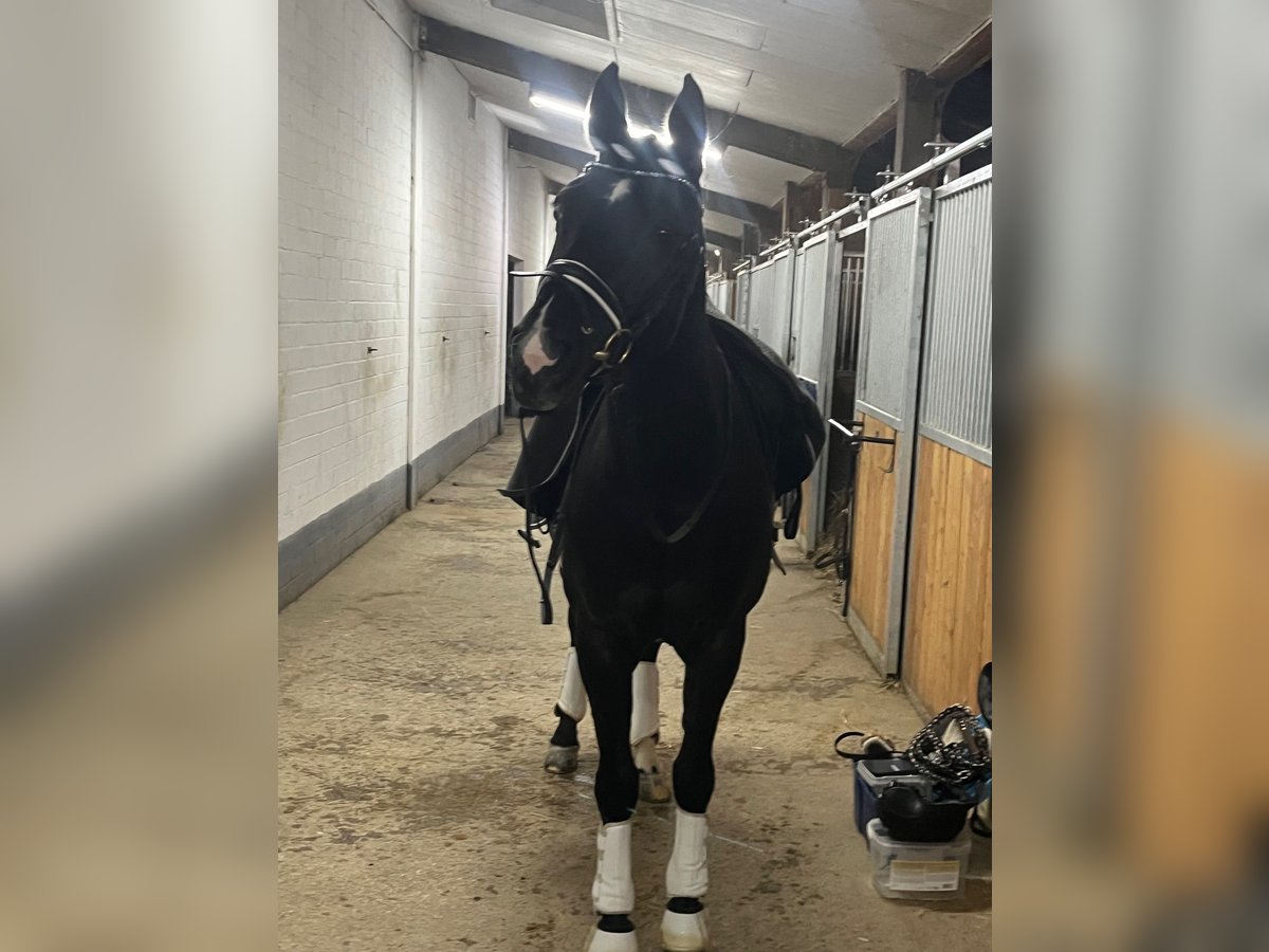 Rhinelander Mare 18 years 15,3 hh Black in Braunschweig