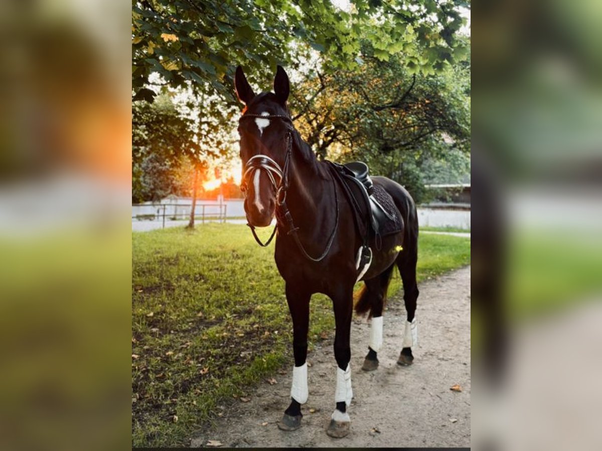 Rhinelander Mare 18 years 16,1 hh Black in Hallbergmoos