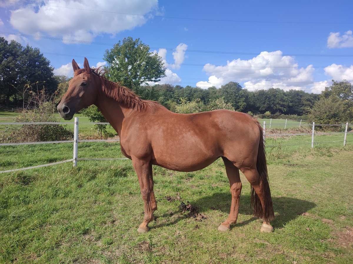 Rhinelander Mare 18 years 16,1 hh Chestnut-Red in Rheinberg