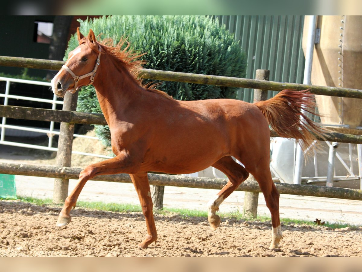 Rhinelander Mare 1 year 16,3 hh Chestnut-Red in Deinste