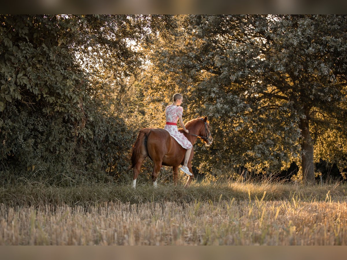 Rhinelander Mare 23 years 14,2 hh Chestnut-Red in Grevenbroich