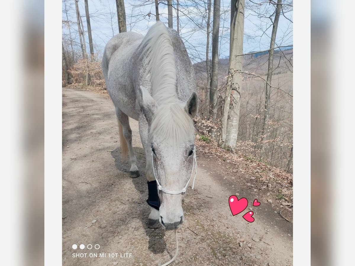 Rhinelander Mare 23 years 16,1 hh Grey in Kandern