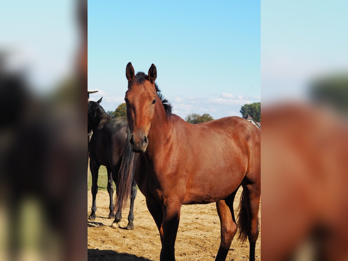 Rhinelander Mare 2 years 15,2 hh Brown in Mönchengladbach