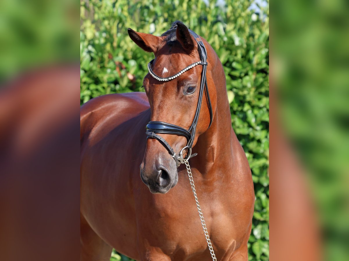 Rhinelander Mare 3 years 16,2 hh Brown in Greven