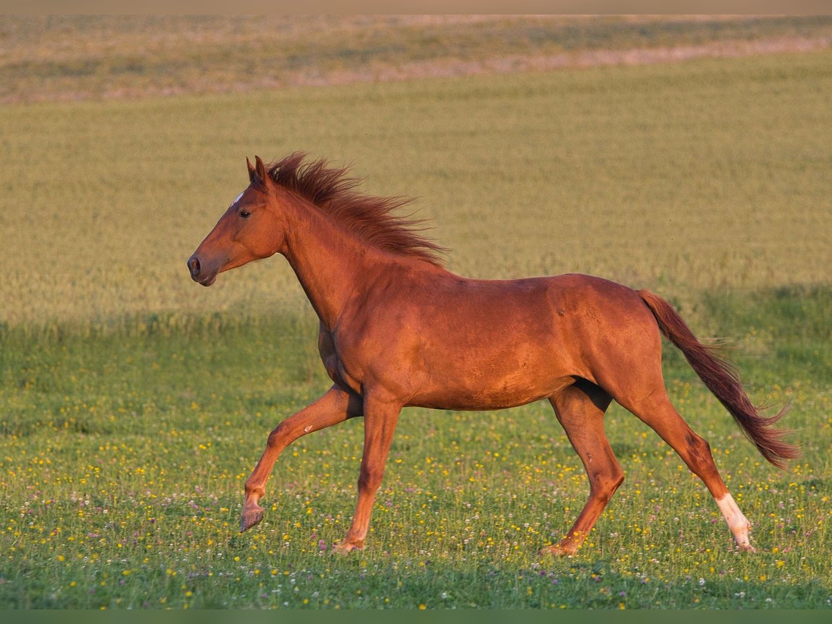 Rhinelander Mare 3 years 16 hh Chestnut-Red in Burladingen