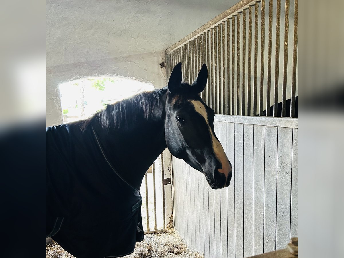 Rhinelander Mare 4 years 15,2 hh Black in Garbsen