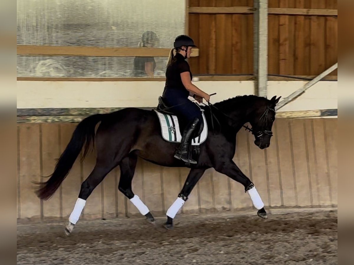 Rhinelander Mare 4 years 15,2 hh Black in Liebenau