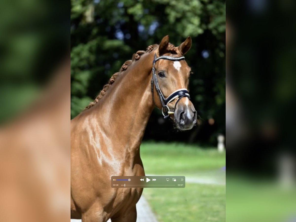 Rhinelander Mare 4 years 16,1 hh Chestnut-Red in Stuhr