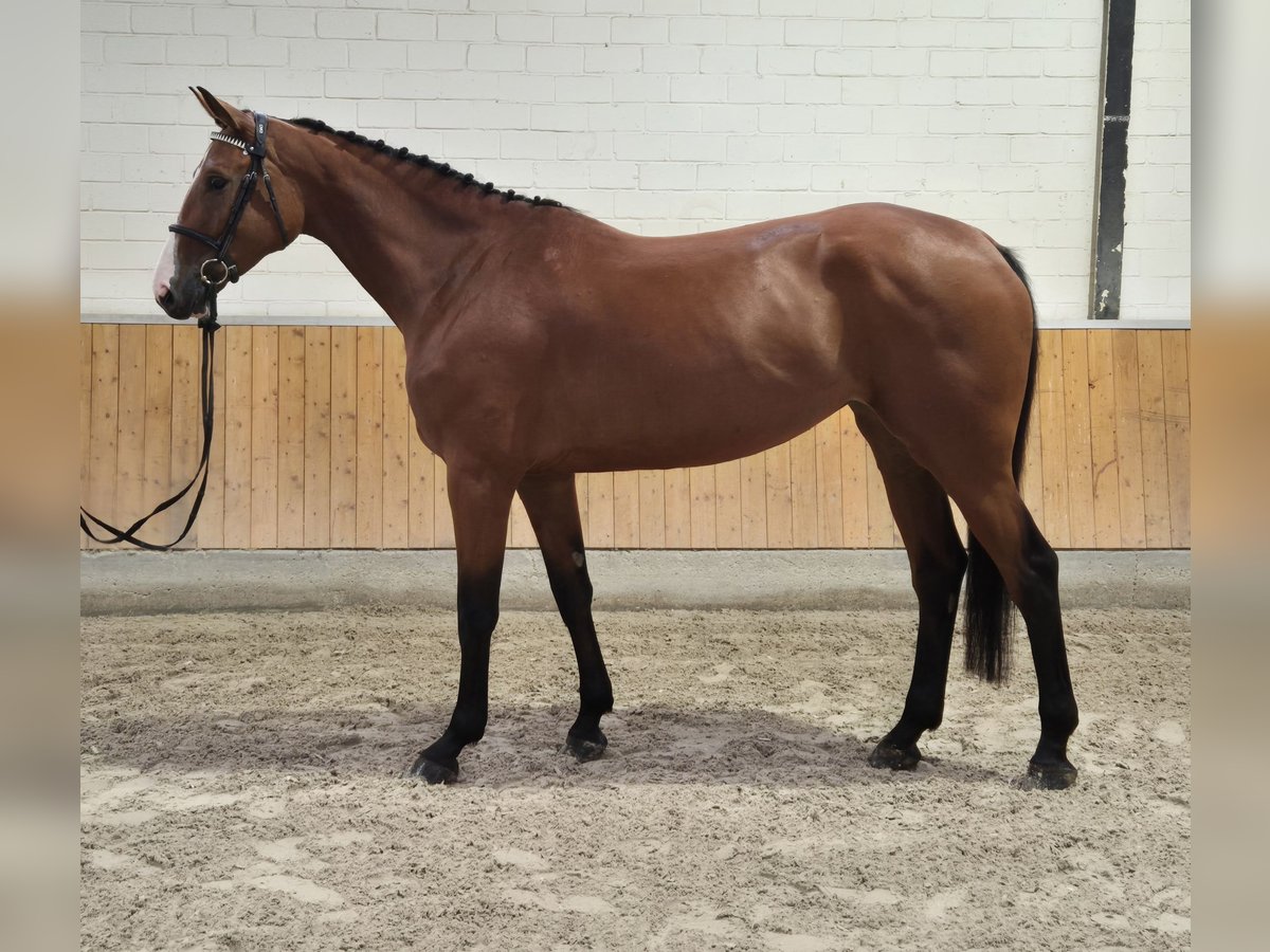 Rhinelander Mare 4 years 16,2 hh Brown in Willich