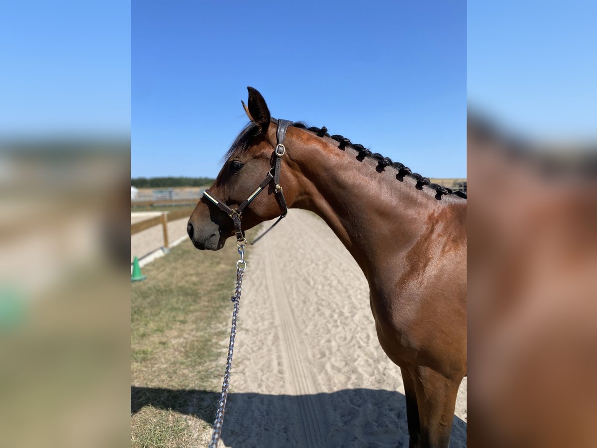 Rhinelander Mare 4 years 16 hh Brown in Berlin