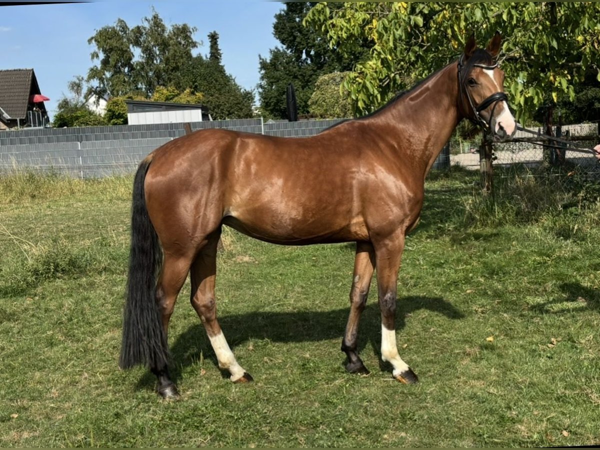 Rhinelander Mare 4 years 16 hh Brown in J&#xFC;chen