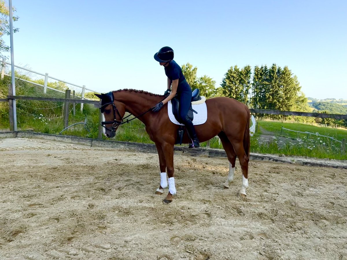 Rhinelander Mare 4 years 16,1 hh Chestnut-Red in Wermelskirchen
